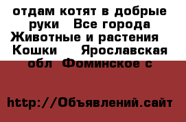 отдам котят в добрые руки - Все города Животные и растения » Кошки   . Ярославская обл.,Фоминское с.